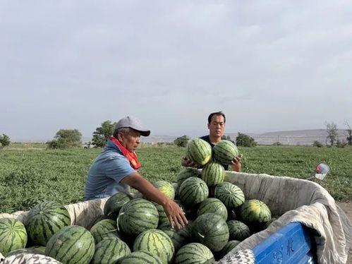 富阳区吃瓜事件最新进展,最新调查结果及后续影响揭晓