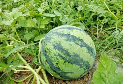 富阳区吃瓜事件最新进展,最新调查结果及后续影响揭晓