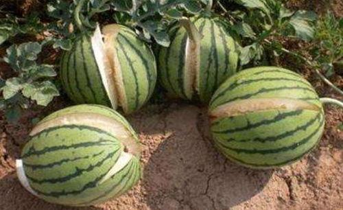 广西南宁吃瓜网红事件真相,真相与争议交织