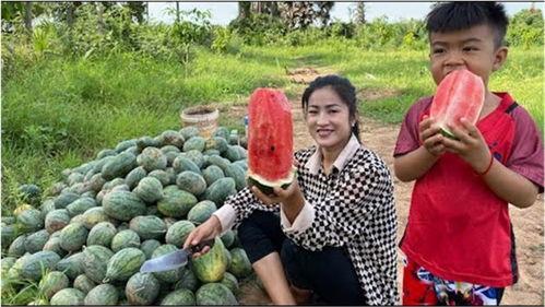 镇平县吃瓜大事件真相,揭秘背后真相与争议