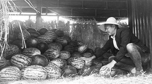 金乡吃瓜群众事件视频曝光,视频曝光揭示惊人真相