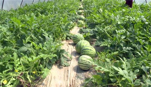 枣庄最新吃瓜事件视频大全,一网打尽热门瞬间