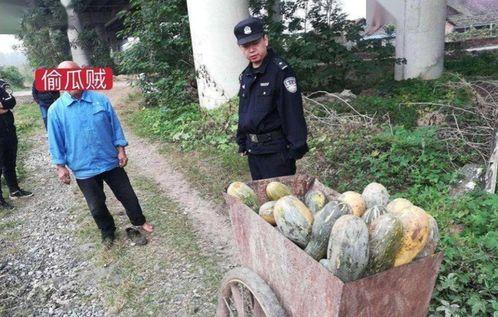 金乡小绿吃瓜事件最新,揭秘网络热议背后的真相与反思