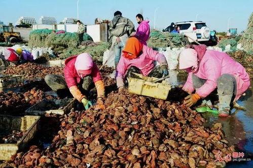 日照欠债吃瓜事件,一场网络围观下的债务风波