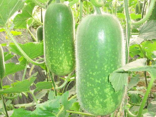 吃瓜徐州大事件真相,真相背后的曲折历程