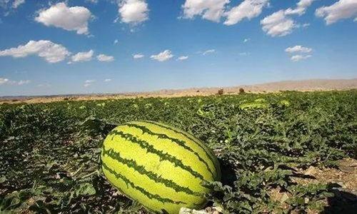 江苏08年吃瓜事件,一场网络舆论的风暴与反思