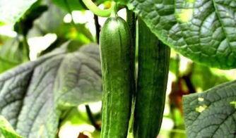 阳光一品吃瓜事件,揭秘网络舆论的狂欢与反思