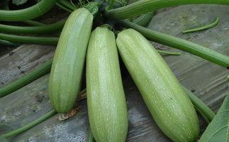 廊坊地区吃瓜事件真相是真的吗