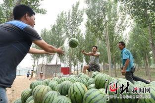 任县最新吃瓜事件,揭秘神秘事件背后的真相与争议
