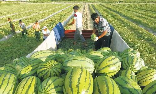 辽宁吃瓜事件最新进展图,揭秘真相与后续影响