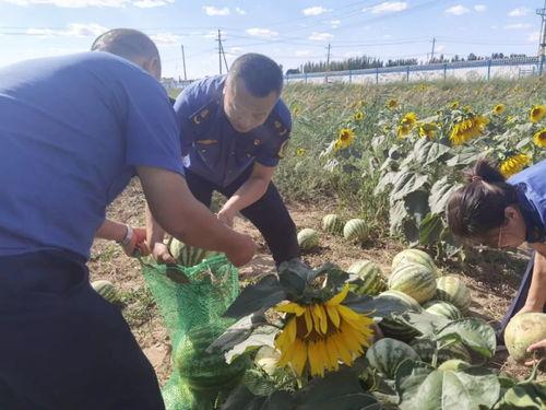 乌海市吃瓜事件视频,一场引发热议的网络风波