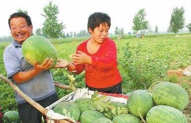 夏邑马头镇吃瓜事件情况,一场引发热议的社区冲突纪实