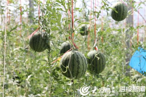 枣庄最新吃瓜事件视频曝光,视频曝光揭示惊人真相