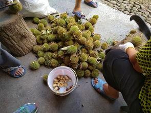 诸暨事件吃瓜视频最新,吃瓜群众视角下的真相揭秘