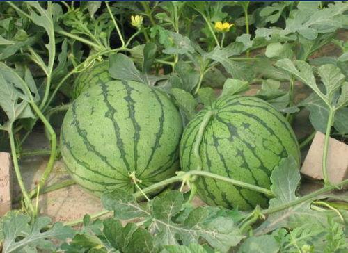 高要二中吃瓜事件,校园风波背后的真相揭秘