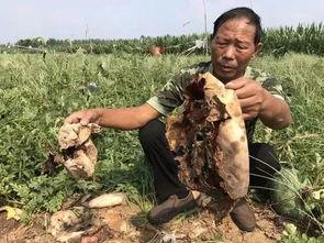 郓城吃瓜最新事件视频,视频揭露惊人真相，网友热议不断