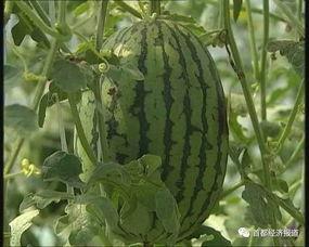 柘城吃瓜事件最新进展,最新进展揭示惊人真相