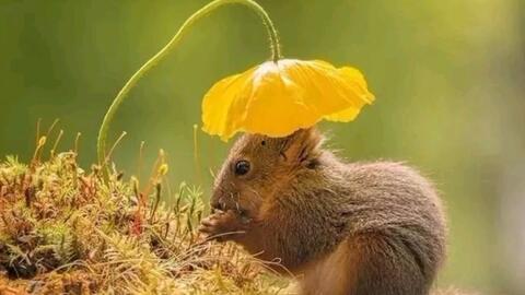 南宁吃瓜三只松鼠事件