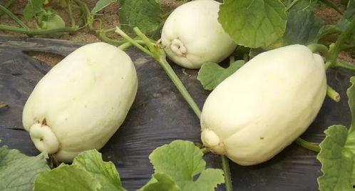 潍坊吃瓜事件过程,一场网络热议背后的真相与反思