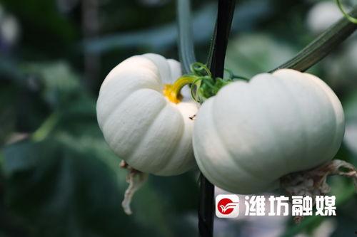 潍坊吃瓜事件过程,一场网络热议背后的真相与反思