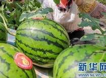 十堰吃瓜事件视频最新消息,真相大白,网络热议持续发酵