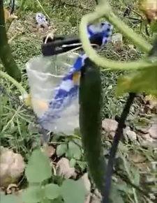 邯郸公园吃瓜事件真相,真相揭秘与公众舆论反思