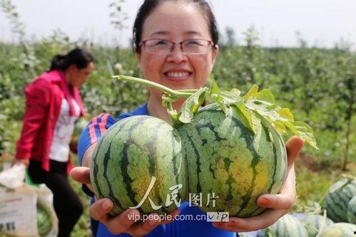 邯郸公园吃瓜事件真相,真相揭秘与公众舆论反思
