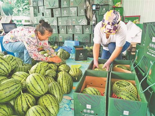 近期各广西学校吃瓜事件,揭秘校园食品安全与监管困境”