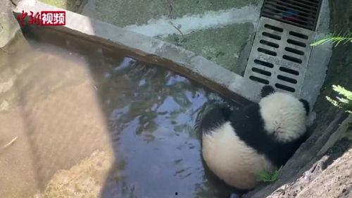 重庆大熊猫吃瓜事件,一场意外的吃瓜盛宴