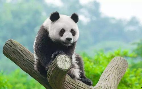 重庆大熊猫吃瓜事件,一场意外的吃瓜盛宴