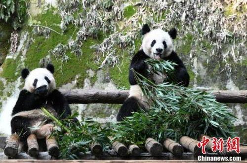 重庆大熊猫吃瓜事件,一场意外的吃瓜盛宴