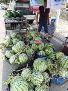 广州沿江吃瓜事件真相是真的吗,真相揭秘，还原事件始末